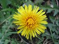 Picture Title - Pesky Dandelions