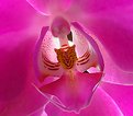 Picture Title - Orchid