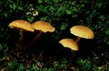 Picture Title - Fungi in Damp Moss