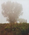 Picture Title - fog tree #3