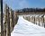 Winter Wineyard 2