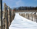 Picture Title - Winter Wineyard 2