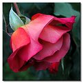 Picture Title - Rose