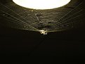 Picture Title - Spider hanging from the ceiling