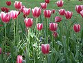 Picture Title - group of tulips #2