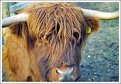 Picture Title - Heilan Coo