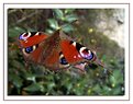 Picture Title - Peacock butterfly