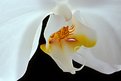 Picture Title - White Orchid