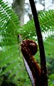 Picture Title - Fern