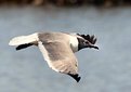 Picture Title - Gull