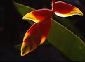 Picture Title - Helikonia