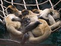 Picture Title - spider monkey