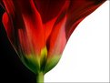 Picture Title - tulip time