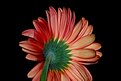 Picture Title - Gerbera