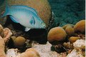 Picture Title - Queen Parrotfish  (Bonaire)