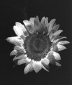 Picture Title - Sunflower