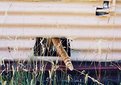Picture Title - The Cat's Tail.