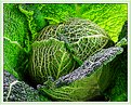 Picture Title - Brassica Textures