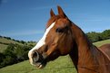 Picture Title - Classic Arabian