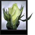 Picture Title - ***lisianthus bud***