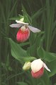 Picture Title - Showy Lady's Slipper 