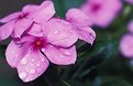 Picture Title - small wet flower
