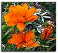 Picture Title - Gazania