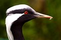 Picture Title - Heron