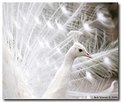 Picture Title - White Peacock