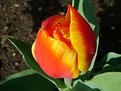 Picture Title - spring 