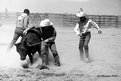 Picture Title - Wild Cow Milking