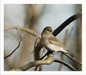 Picture Title - Dark-eyed Junco