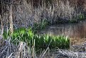 Picture Title - Bright Glades