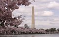 Picture Title - Washington Monument cherry blossom