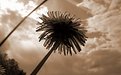 Picture Title - Sepia Weed In Sun