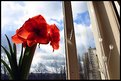 Picture Title - The Amaryllis on my window sill