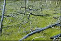 Picture Title - Fallen Trees