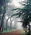 Picture Title - The mist and the trees