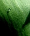 Picture Title - water drop on a tulip