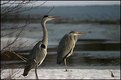 Picture Title - Heron 2