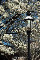 Picture Title - Lamp Post