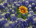 Picture Title - Daisy in the Bonnets