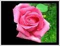 Picture Title - Rose