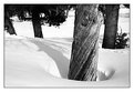 Picture Title - Tree n Snow