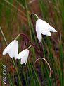 Picture Title - Leucojum autumnale L.