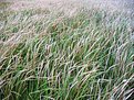 Picture Title - Wild Grass