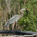 Picture Title - Catfish Supper