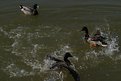 Picture Title - Dueling Ducks II