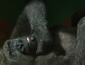 Picture Title - Sleepy gorilla