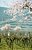 Almond blossom 2
